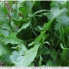 pi brassicae hostplant3 volg
